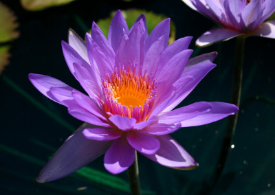 Nymphaea ‘Ron G. Landon’