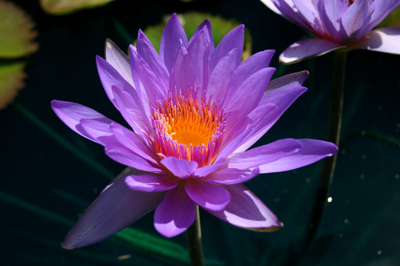 Nymphaea ‘Ron G. Landon’