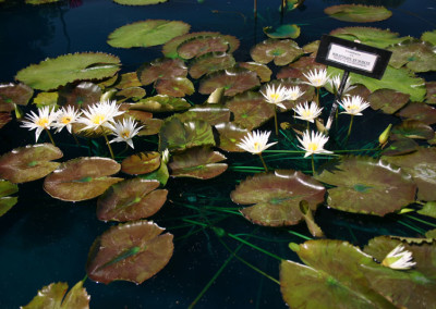 Nymphaea 'Rhapsody in White'