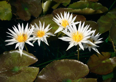 Nymphaea 'Rhapsody in White'