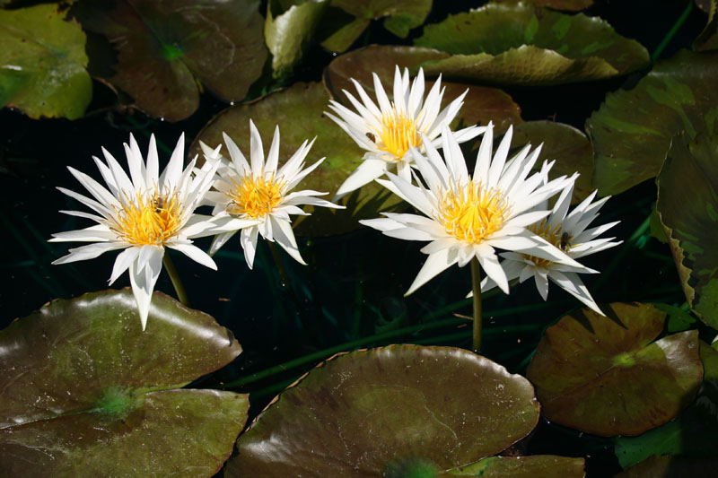 Nymphaea ‘Rhapsody in White’