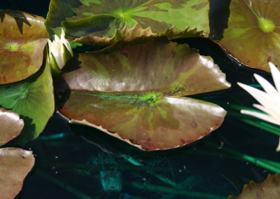 Nymphaea 'Rhapsody in White'