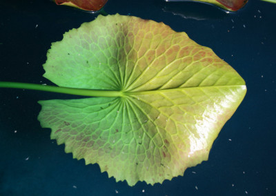 Nymphaea 'Rhapsody in White'