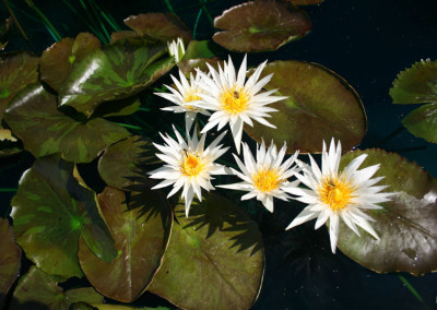 Nymphaea 'Rhapsody in White'