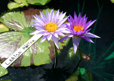 Nymphaea 'Larissa Racine'