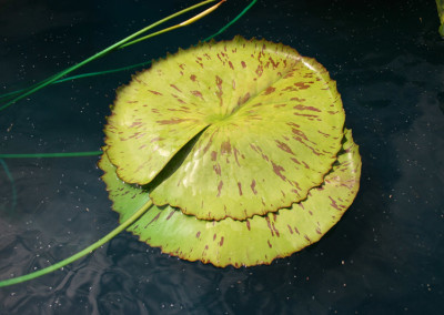 Nymphaea 'Larissa Racine'