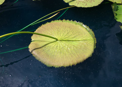 Nymphaea 'Larissa Racine'