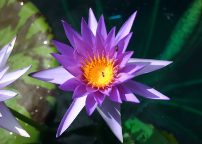 Nymphaea 'Larissa Racine'