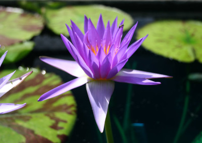 Nymphaea 'Larissa Racine'