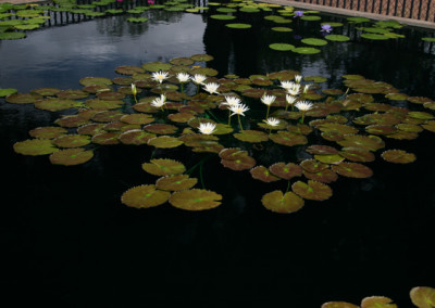 Nymphaea 'Rhapsody in White'