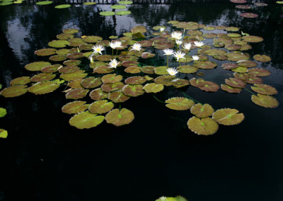 Nymphaea 'Rhapsody in White'