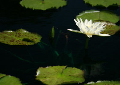 Nymphaea 'St. Louis Marmorata'