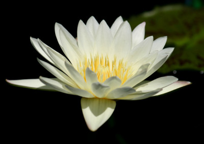 Nymphaea 'St. Louis Marmorata'