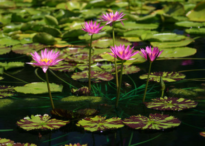 Nymphaea 'Mel Bel'