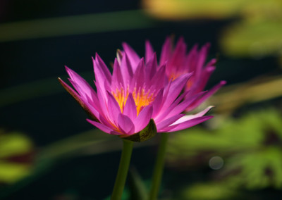 Nymphaea 'Mel Bel'