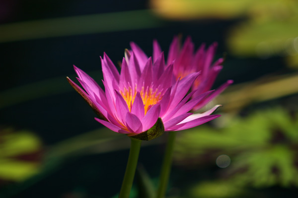 Nymphaea ‘Mel Bel’