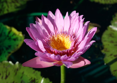 Nymphaea 'Pinkie'