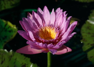 Nymphaea 'Pinkie'