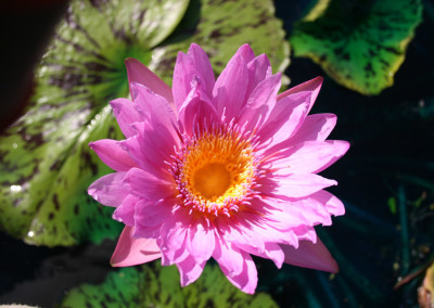 Nymphaea 'Pinkie'