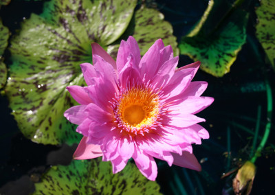 Nymphaea 'Pinkie'