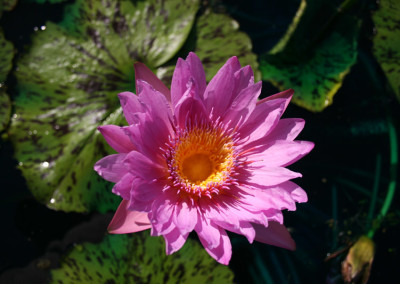 Nymphaea 'Pinkie'