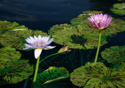 Nymphaea 'Pinkie'