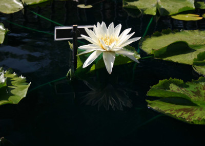 Nymphaea 'St. Louis Marmorata'