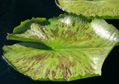 Nymphaea 'St. Louis Marmorata'