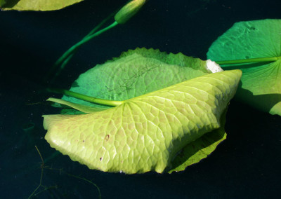 Nymphaea 'St. Louis Marmorata'