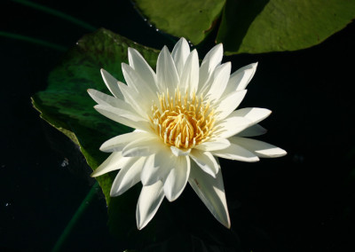 Nymphaea 'St. Louis Marmorata'