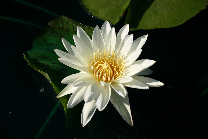 Nymphaea ‘St. Louis Marmorata’