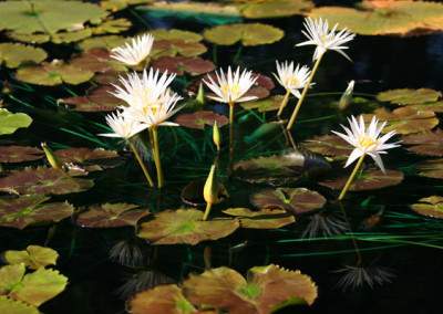 Nymphaea 'Rhapsody in White'