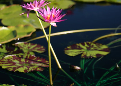 Nymphaea 'Mel Bel'