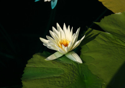 Nymphaea 'St. Louis'