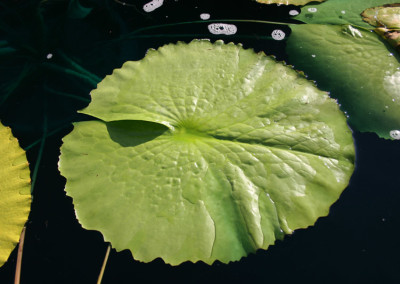 Nymphaea 'St. Louis'