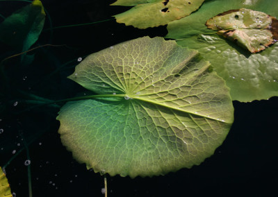 Nymphaea 'St. Louis'
