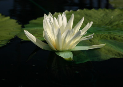 Nymphaea 'St. Louis'