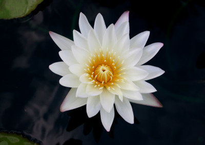 Nymphaea 'St. Louis Marmorata'