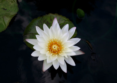 Nymphaea 'St. Louis Marmorata'