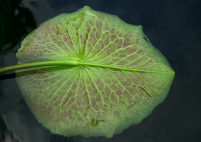 Nymphaea 'St. Louis Marmorata'