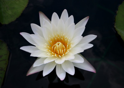 Nymphaea 'St. Louis Marmorata'