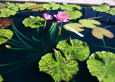 Nymphaea 'Paula Louise'