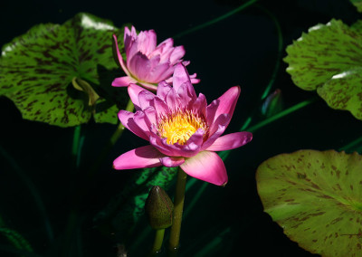 Nymphaea 'Paula Louise' Nymphaea 'Paula Louise'