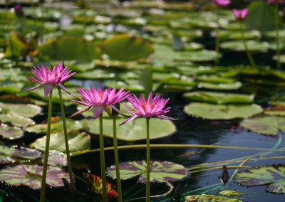 Nymphaea 'Mel Bel'