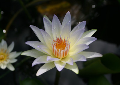 Nymphaea ‘Moonbeam’