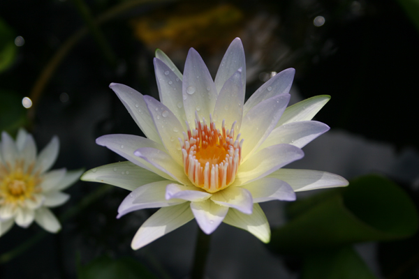 Nymphaea ‘Moonbeam’