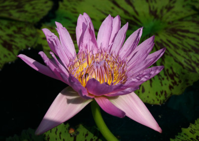 Nymphaea 'Pinkie'