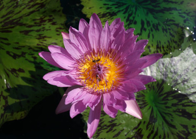 Nymphaea 'Pinkie'