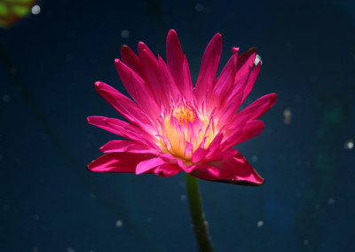 Nymphaea 'Red Anemone'