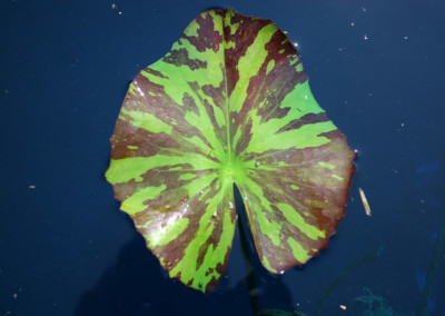 Nymphaea 'Red Anemone'